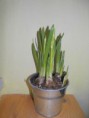 /album/pokus-s-narcisem/sdc15595-jpg/